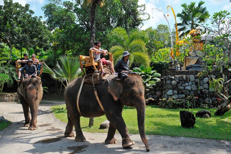 Elephant Riding